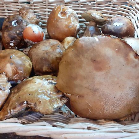 Вилла La Vecchia Quercia Pergine Valdarno Экстерьер фото
