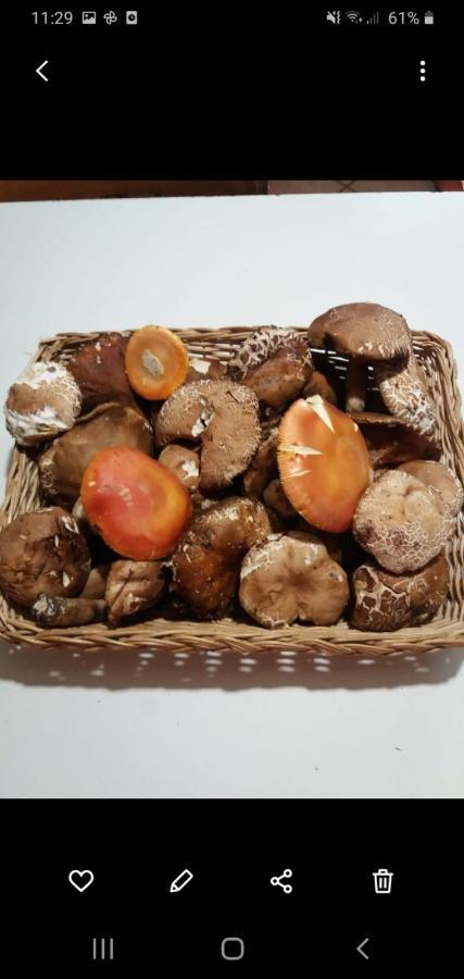 Вилла La Vecchia Quercia Pergine Valdarno Экстерьер фото
